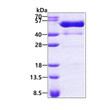 SDS-PAGE gel showing 3µg recombinant human PSTPIP1 protein under reducing conditions Coomassie blue stain