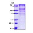 SDS-PAGE gel showing recombinant human ASPSCR1 protein 3μg under reducing conditions with Coomassie blue stain