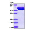 SDS-PAGE gel of recombinant E. coli MBP protein 3 µg under reducing conditions Coomassie blue stain