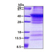 SDS-PAGE of recombinant human Renin protein 3 µg under reducing conditions Coomassie blue stain