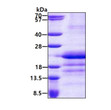 SDS-PAGE gel of recombinant human GATC protein under reducing conditions stained with Coomassie blue