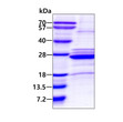 SDS-PAGE gel of recombinant human HLA-DOA protein 3ug reducing conditions Coomassie blue stain