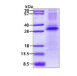 SDS-PAGE of recombinant human RCHY1 protein under reducing conditions with Coomassie blue stain