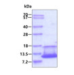 SDS-PAGE of recombinant human CNP protein 3μg under reducing conditions stained with Coomassie blue
