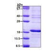 SDS-PAGE gel of recombinant human RPS16 protein 3μg under reducing conditions stained with Coomassie blue