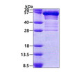 SDS-PAGE gel of recombinant human SCG3 protein 3µg under reducing conditions stained with Coomassie blue