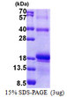SDS-PAGE of recombinant human IL-17F protein under reducing conditions