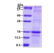 SDS-PAGE gel showing recombinant human MD-1 protein 3µg under reducing conditions stained with Coomassie blue