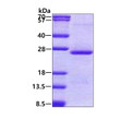 SDS-PAGE gel of recombinant human ORM2 protein 3µg under reducing conditions Coomassie blue stain