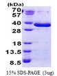 SDS-PAGE gel showing recombinant human FAM84A LRATD1 protein under reducing conditions stained with Coomassie blue