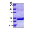 SDS-PAGE gel of recombinant human HBQ1 protein 3µg under reducing conditions Coomassie blue stain