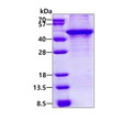 SDS-PAGE gel of recombinant human KLF3 protein 3µg under reducing conditions Coomassie blue stain