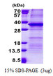 SDS-PAGE gel of recombinant human PSG5 protein 3µg under reducing conditions Coomassie blue stain