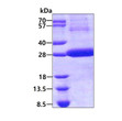 SDS-PAGE gel of recombinant human Cathepsin F protein 3μg under reducing conditions Coomassie blue stain