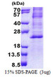 SDS-PAGE gel of recombinant human HES2 protein under reducing conditions Coomassie blue stain