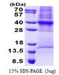 SDS-PAGE gel of recombinant human COPS6 protein 3μg under reducing conditions stained with Coomassie blue
