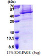 SDS-PAGE gel showing recombinant human APOL4 protein 3µg under reducing conditions Coomassie stain