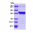 SDS-PAGE gel showing recombinant human CCDC25 protein 3µg under reducing conditions with Coomassie blue stain