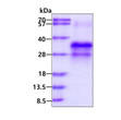 SDS-PAGE gel of recombinant human IGFBP-6 protein under reducing conditions stained with Coomassie blue
