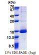 SDS-PAGE gel of recombinant human RPL30 protein 3µg reducing conditions Coomassie blue
