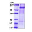 SDS-PAGE gel of recombinant human CCNI protein under reducing conditions stained with Coomassie blue