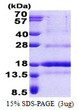 SDS-PAGE of recombinant human DNA polymerase delta subunit 4 POLD4 protein under reducing conditions