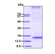 SDS-PAGE gel of recombinant human RNF7 protein under reducing conditions stained with Coomassie blue