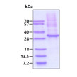 SDS-PAGE gel of recombinant human Granzyme K protein 3 μg Coomassie blue stain