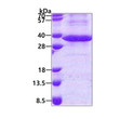 SDS-PAGE gel of recombinant human LRG1 protein 3µg under reducing conditions Coomassie blue stain