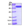 SDS-PAGE gel of recombinant human TBC1D13 protein under reducing conditions Coomassie blue stain