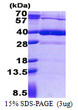 SDS-PAGE gel of recombinant human HS3ST1 protein 3 µg Coomassie blue stain