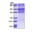 Recombinant human TFPI protein SDS-PAGE gel under reducing conditions Coomassie blue stain