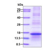 Recombinant human RPL35A protein SDS-PAGE gel under reducing conditions stained with Coomassie blue