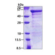 SDS-PAGE gel of recombinant human JSRP1 protein under reducing conditions with Coomassie blue staining
