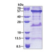 SDS-PAGE gel showing recombinant human TIPIN protein 3µg under reducing conditions stained with Coomassie blue