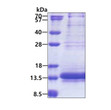 SDS-PAGE of recombinant human NDUFV3 protein under reducing conditions Coomassie blue stain