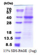 SDS-PAGE gel of recombinant human CAPZA2 protein under reducing conditions Coomassie blue stained