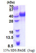 SDS-PAGE gel of recombinant human HNRNPAB protein 3µg under reducing conditions stained with Coomassie blue