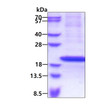 SDS-PAGE gel of recombinant human RPS18 protein 3µg under reducing conditions Coomassie blue stain