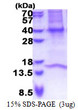 SDS-PAGE gel of recombinant human GNB3 protein under reducing conditions stained with Coomassie blue