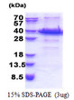 SDS-PAGE gel of recombinant human ACBD6 protein under reducing conditions stained with Coomassie blue