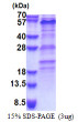 SDS-PAGE gel of recombinant human ZNF689 protein 3 µg under reducing conditions