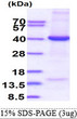 SDS-PAGE gel of recombinant human eIF-3 beta EIF3I protein under reducing conditions