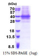 SDS-PAGE gel of recombinant human PIH1D1 protein under reducing conditions Coomassie blue stain