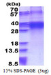 SDS-PAGE gel of recombinant human FHL3 protein 3µg under reducing conditions Coomassie blue stain