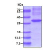 Recombinant human EXOSC4 protein SDS-PAGE gel under reducing conditions stained with Coomassie blue