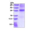 SDS-PAGE gel showing recombinant human EVI-1 protein 3µg Coomassie blue stain