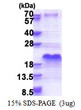 SDS-PAGE gel of recombinant human SHFM1 protein stained with Coomassie blue