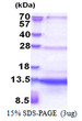 SDS-PAGE gel of recombinant human SEC61B protein under reducing conditions stained with Coomassie blue