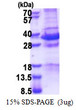 SDS-PAGE gel of recombinant human NRAGE protein under reducing conditions with Coomassie blue stain